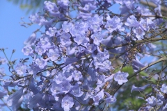 006 (1)