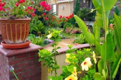 2004-0621-front-yard-2-web