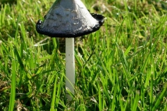 pic29355
